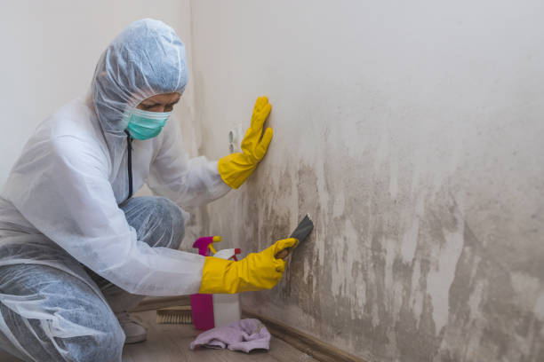 Best Mold Odor Removal Services  in Emerd Mountain, AL
