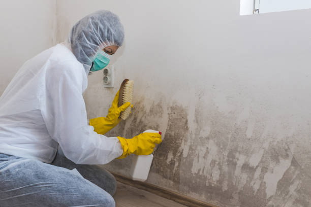 Best Mold Removal for HVAC Installations  in Emerd Mountain, AL