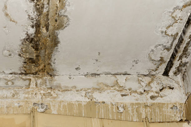 Best Mold Prevention Services  in Emerd Mountain, AL