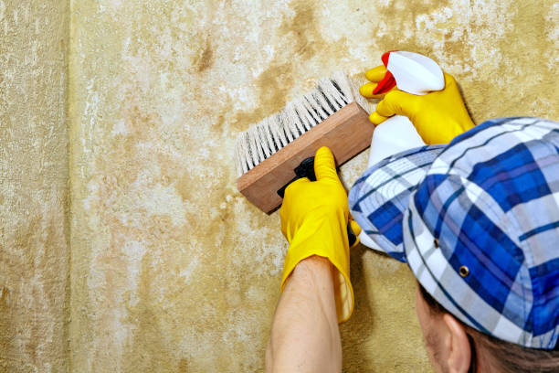 Best Residential Mold Inspection & Testing  in Emerd Mountain, AL