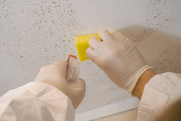 Best Mold Damage Restoration  in Emerd Mountain, AL