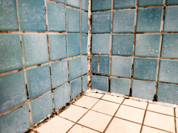 Best Basement Mold Removal  in Emerd Mountain, AL