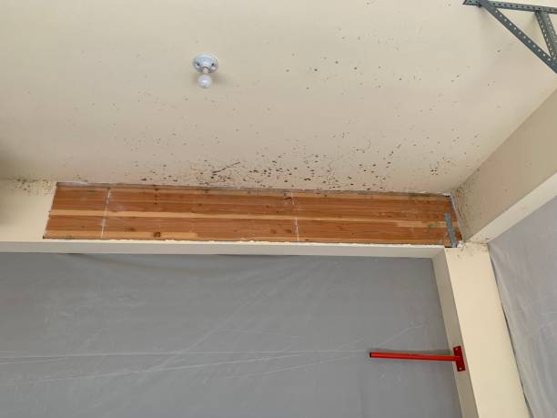 Best Commercial Mold Inspection  in Emerd Mountain, AL