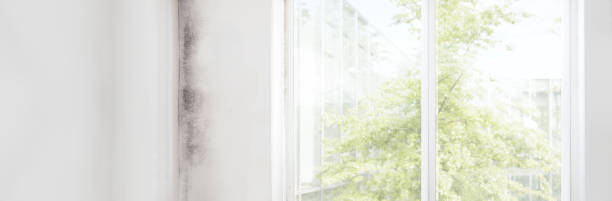 Best Mold Removal for HVAC Installations  in Emerd Mountain, AL