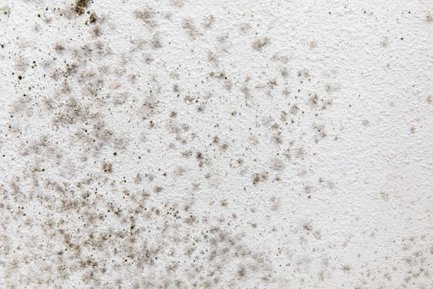 Best Water Damage & Mold Remediation  in Emerd Mountain, AL