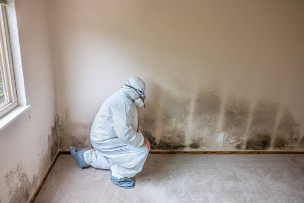 Best Mold Remediation for Healthcare Facilities  in Emerd Mountain, AL