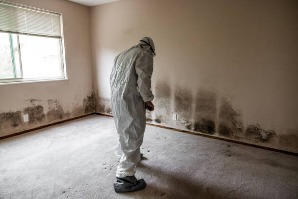 Best Emergency Mold Remediation  in Emerd Mountain, AL