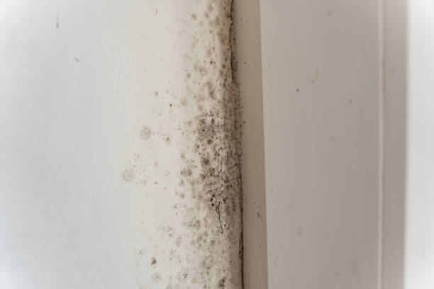 Best Real Estate Mold Inspection  in Emerd Mountain, AL