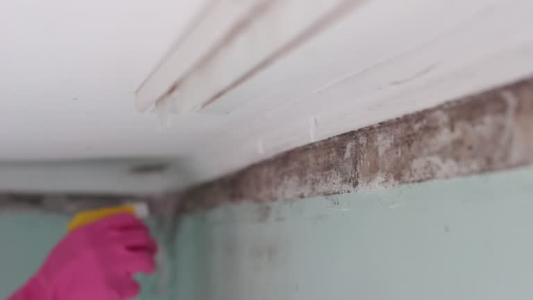 Best Crawl Space Mold Remediation  in Emerd Mountain, AL