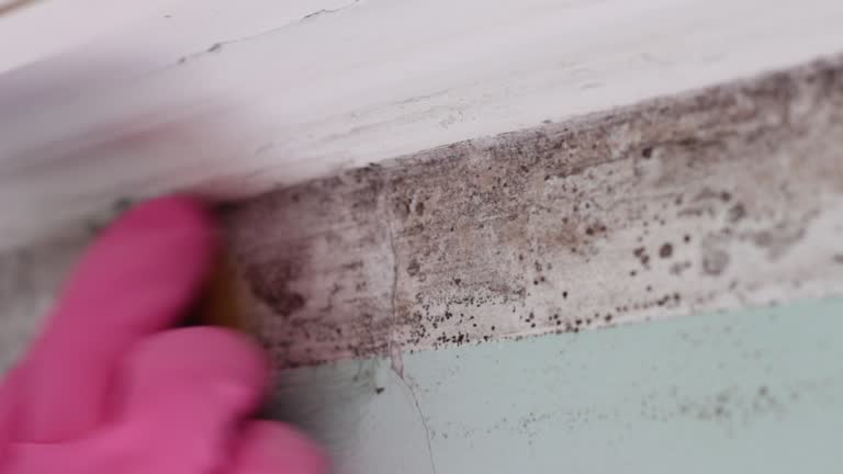 Best Asbestos and Lead Testing During Mold Inspection  in Emerd Mountain, AL